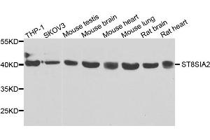 Western blot analysis of extracts of various cells, using ST8SIA2 antibody. (ST8SIA2 抗体)