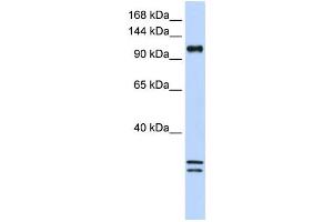 Western Blotting (WB) image for anti-NCK-Associated Protein 1-Like (NCKAP1L) antibody (ABIN2459127) (NCKAP1L 抗体)