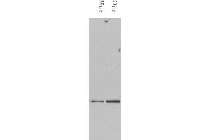 Image no. 1 for anti-Death-Domain Associated Protein (DAXX) (AA 261-274) antibody (ABIN401370) (DAXX 抗体  (AA 261-274))