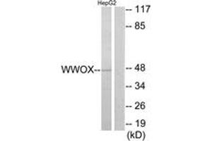 Western Blotting (WB) image for anti-WW Domain Containing Oxidoreductase (WWOX) (AA 1-50) antibody (ABIN2890030) (WWOX 抗体  (AA 1-50))