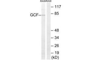 Western blot analysis of extracts from RAW264. (GCFC2 抗体)