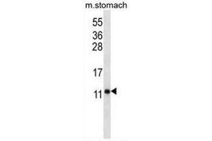 Western Blotting (WB) image for anti-ATP Synthase, H+ Transporting, Mitochondrial F0 Complex, Subunit F6 (ATP5J) (AA 27-56), (Middle Region) antibody (ABIN950574)