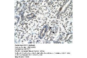 Human kidney (T-Bet 抗体  (Middle Region))
