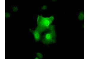 Anti-TTC32 mouse monoclonal antibody (ABIN2453735) immunofluorescent staining of COS7 cells transiently transfected by pCMV6-ENTRY TTC32 (RC209334). (TTC32 抗体)