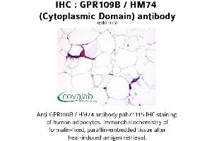 Image no. 1 for anti-Hydroxycarboxylic Acid Receptor 3 (HCAR3) (3rd Cytoplasmic Domain) antibody (ABIN1734899) (GPR109B 抗体  (3rd Cytoplasmic Domain))