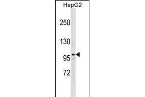 ARID5B Antibody (Center) (ABIN1538384 and ABIN2849061) western blot analysis in HepG2 cell line lysates (35 μg/lane). (ARID5B 抗体  (AA 389-418))