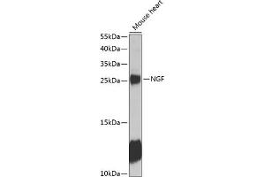 Western blot analysis of extracts of mouse heart, using NGF antibody (ABIN6132234, ABIN6144609, ABIN6144611 and ABIN6218093) at 1:1000 dilution. (Nerve Growth Factor 抗体  (AA 19-241))