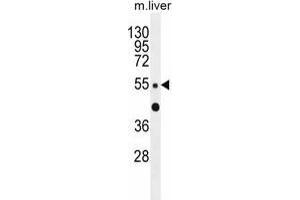 ZNF672 Antibody (C-term) western blot analysis in mouse liver tissue lysates (35 µg/lane). (ZNF672 抗体  (C-Term))