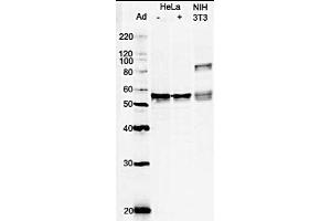 Western Blotting (WB) image for anti-Glutamate-Rich WD Repeat Containing 1 (GRWD1) (full length) antibody (ABIN2451991)