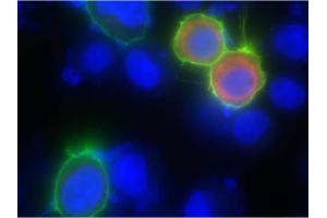 Immunofluorescence of Goat anti-biotin DyLight 488 antibody. (Biotin 抗体  (DyLight 488))