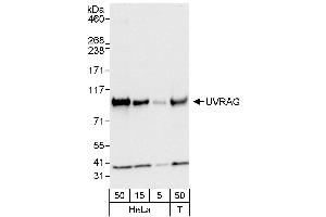 Western Blotting (WB) image for anti-UV Radiation Resistance Associated Gene (UVRAG) (AA 649-699) antibody (ABIN7453808)