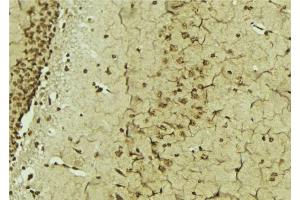 ABIN6276833 at 1/100 staining Mouse brain tissue by IHC-P. (ERCC3 抗体  (N-Term))