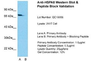 Western Blotting (WB) image for anti-Heat Shock 70kDa Protein 8 (HSPA8) (N-Term) antibody (ABIN2783374)