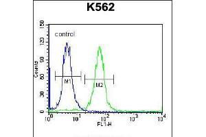 Flow cytometric analysis of K562 cells (right histogram) compared to a negative control cell (left histogram). (SP6 抗体  (AA 196-225))