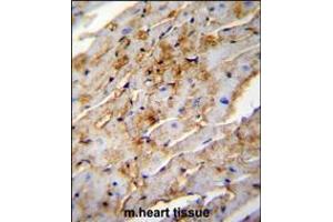 ALDH1L2 Antibody immunohistochemistry analysis in formalin fixed and paraffin embedded mouse heart tissue followed by peroxidase conjugation of the secondary antibody and DAB staining.