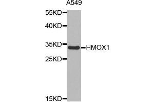 Western blot analysis of extracts of A549 cell line, using HMOX1 antibody. (HMOX1 抗体  (AA 1-288))