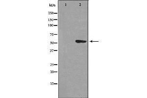 Western blot analysis of extracts from HUVEC cells using CEP55 antibody. (CEP55 抗体  (C-Term))