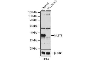 Western blot analysis of extracts from normal (control) and MLST8 knockout (KO) HeLa cells, using MLST8 antibody (ABIN3021323, ABIN3021324, ABIN3021325 and ABIN1513207) at 1:1000 dilution. (GBL 抗体  (AA 1-326))
