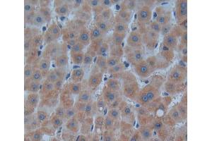 Used in DAB staining on fromalin fixed paraffin- embedded liver tissue (PNP 抗体  (AA 1-289))