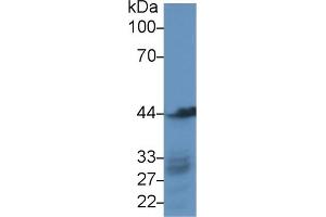 Detection of ACTG in Human HepG2 cell lysate using Polyclonal Antibody to Gamma Actin (ACTG) (Actin, gamma 1 抗体  (AA 1-375))