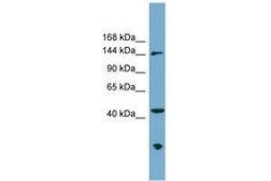 Image no. 1 for anti-Excision Repair Cross-Complementing Rodent Repair Deficiency, Complementation Group 6-Like (ERCC6L) (AA 35-84) antibody (ABIN6744105)