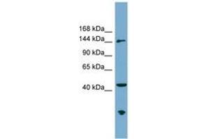 Image no. 1 for anti-Excision Repair Cross-Complementing Rodent Repair Deficiency, Complementation Group 6-Like (ERCC6L) (AA 35-84) antibody (ABIN6744105) (ERCC6L 抗体  (AA 35-84))