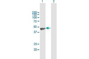 Western Blot analysis of ANGPTL5 expression in transfected 293T cell line by ANGPTL5 MaxPab polyclonal antibody. (ANGPTL5 抗体  (AA 1-388))