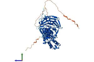Protein Structure (PS) image for Kelch-Like 13 (KLHL13) (AA 1-654) protein (His tag) (ABIN7558319)