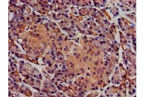 IHC image of ABIN7163131 diluted at 1:400 and staining in paraffin-embedded human pancreatic tissue performed on a Leica BondTM system. (Sphingomyelin Synthase 1 抗体  (AA 48-137))