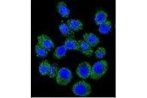 Confocal immunofluorescent analysis of M6PR Antibody (C-term)((ABIN650726 and ABIN2839414)) with A549 cell followed by Alexa Fluor 488-conjugated goat anti-rabbit lgG (green). (M6PR 抗体  (C-Term))