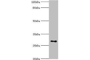 Western blot All lanes: Alpha-ketoglutarate-dependent dioxygenase alkB homolog 2 antibody at 2 μg/mL + Hela whole cell lysate Secondary Goat polyclonal to rabbit IgG at 1/10000 dilution Predicted band size: 30, 18 kDa Observed band size: 30 kDa (ALKBH2 抗体  (AA 1-261))