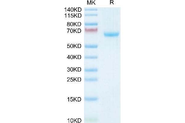 Ephrin A3 Protein (EFNA3) (AA 23-213) (Fc Tag)