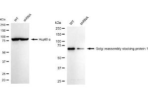 Western blotting analysis using Golgi reassembly stacking protein 1 antibody (ABIN7798795). (Recombinant GORASP1 抗体)