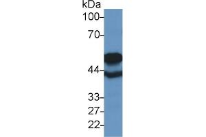 Western Blotting (WB) image for anti-Tubulin, beta 6 (TUBb6) (AA 194-421) antibody (ABIN7439564)