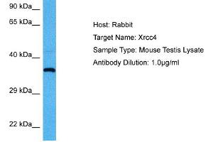 Host:  Mouse  Target Name:  XRCC4  Sample Tissue:  Mouse Testis  Antibody Dilution:  1ug/ml (XRCC4 抗体  (Middle Region))