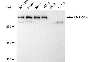 Western blotting analysis using DNA PKcs antibody (ABIN7800013).