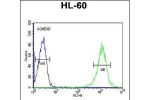 B4GalT1 Antibody (C-term) (ABIN652839 and ABIN2842545) flow cytometric analysis of HL-60 cells (right histogram) compared to a negative control cell (left histogram). (B4GALT1 抗体  (C-Term))