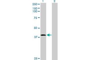 Western Blot analysis of HHEX expression in transfected 293T cell line by HHEX MaxPab polyclonal antibody. (HHEX 抗体  (AA 1-270))
