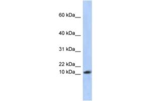 Western Blotting (WB) image for anti-Ribosomal Protein L30 (RPL30) antibody (ABIN2463955) (RPL30 抗体)