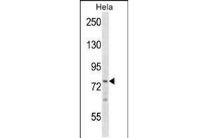 Western blot analysis in Hela cell line lysates (35ug/lane). (BRF1 抗体  (AA 314-342))