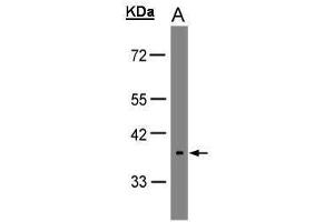 WB Image Sample(30 μg of whole cell lysate) A:HeLa S3 , 10% SDS PAGE antibody diluted at 1:1000 (OPN5 抗体)