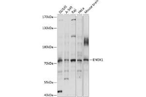 Western blot analysis of extracts of various cell lines, using ENOX1 antibody (ABIN7266892) at 1:1000 dilution. (ENOX1 抗体  (AA 450-560))