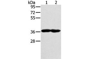 Western Blot analysis of Mouse heart and muscle tissue using GNAT3 Polyclonal Antibody at dilution of 1:400 (GNAT3 抗体)