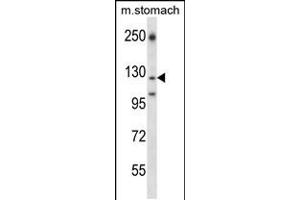 Western blot analysis in mouse stomach tissue lysates (35ug/lane). (LAMC2 抗体  (AA 941-970))