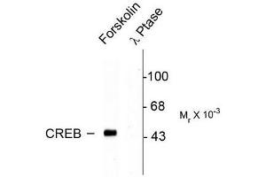 Image no. 1 for anti-cAMP Responsive Element Binding Protein 1 (CREB1) (pSer133) antibody (ABIN372604) (CREB1 抗体  (pSer133))