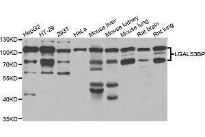 Western blot analysis of extracts of various cell lines, using LGALS3BP antibody (ABIN5974167) at 1/1000 dilution. (LGALS3BP 抗体)