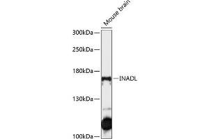 Western blot analysis of extracts of mouse brain, using INADL antibody (ABIN6134720, ABIN6142437, ABIN6142439 and ABIN6215633) at 1:1000 dilution. (PATJ 抗体  (AA 1-100))