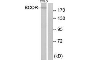 Western blot analysis of extracts from COLO cells, using BCOR Antibody.