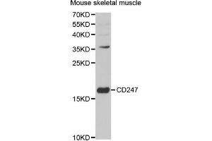 Western blot analysis of extracts of mouse skeletal muscle, using CD247 antibody (ABIN5971089) at 1/1000 dilution. (CD247 抗体)