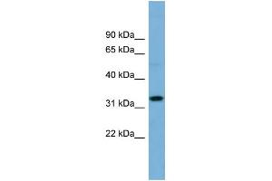 Western Blotting (WB) image for anti-Olfactory Receptor, Family 6, Subfamily C, Member 68 (OR6C68) (N-Term) antibody (ABIN2781902)